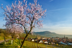 Mandelblüte bei Birkweiler